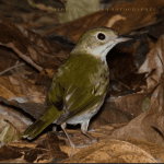 Sabana de la Mar: Bird Watching & Los Haitises National Park — Guided tour and outdoor activity