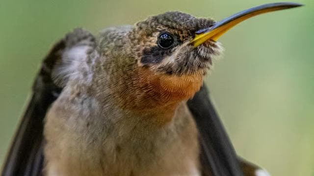 Esquipulas: Manuel Antonio Birdwatching experience — Guided tour and outdoor activity