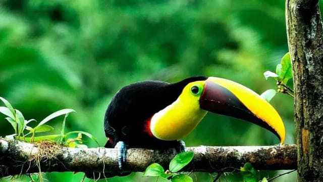 Drake Bay: Jungle Hiking and Canyoning Adventure with Lunch — Guided tour and outdoor activity