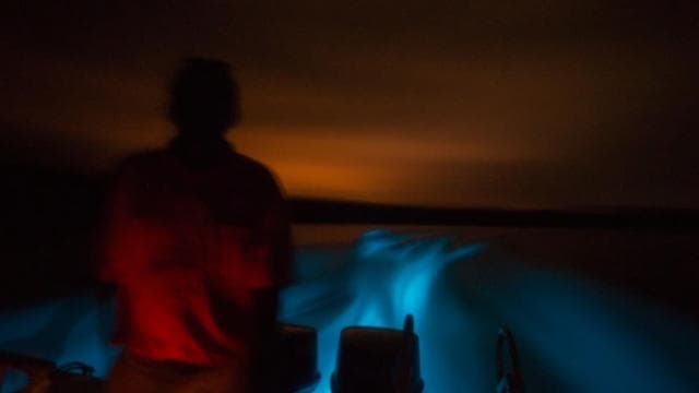 From Puntarenas: Bioluminiscence Boat Tour with BBQ & Drinks — Guided tour and outdoor activity