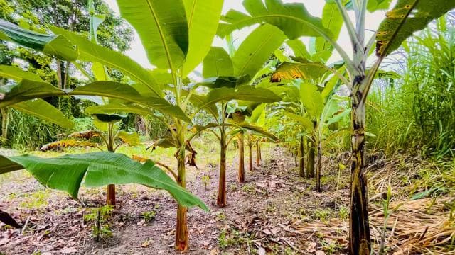 Puerto Limón: Tortuguero Canals Boat & Maratopia Garden Tour — Guided tour and outdoor activity