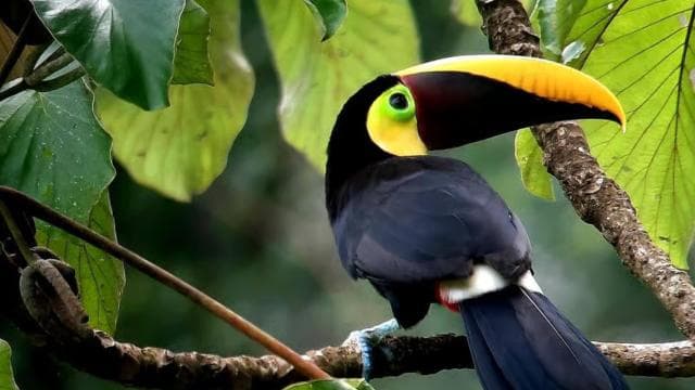 Puerto Jiménez: Private 1-Day Tour to Sirena in Corcovado — Guided tour and outdoor activity