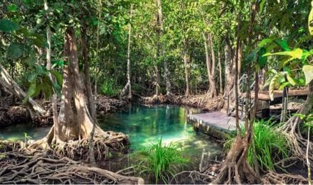 Santo Domingo: Visit Samana, Los Haitises Park, and Cayo Levantado Island — Guided tour and outdoor activity