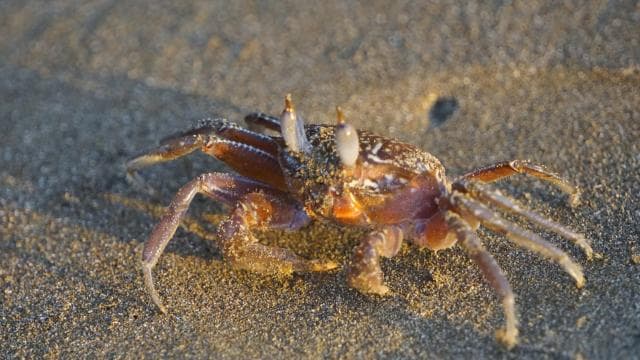 Uvita: Nature Walk at Marino Ballena National Park â Guided tour and outdoor activity