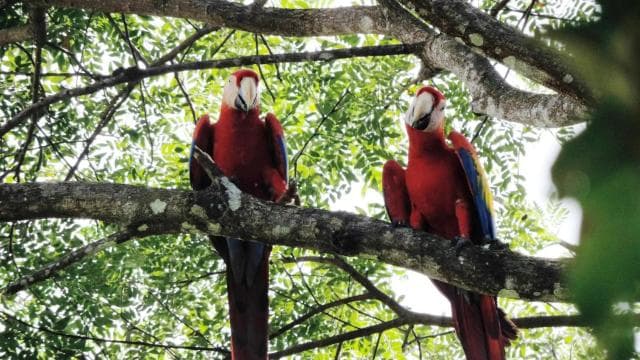 Manuel Antonio National Park Combo Tour from San Jose — Guided tour and outdoor activity