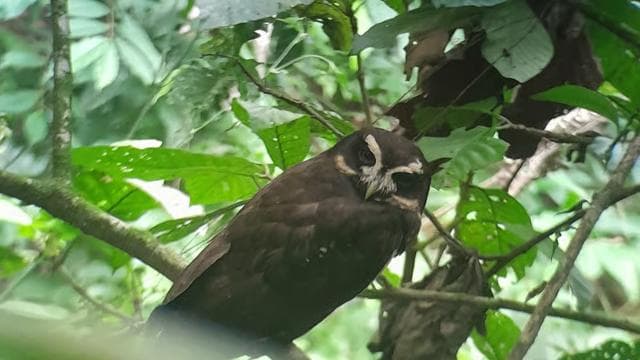 Birdwatching nature walk — Guided tour and outdoor activity