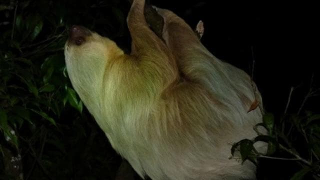 Monteverde Cloud Forest Night Walking Tour – Explore Nocturnal Wildlife — Guided tour and outdoor activity