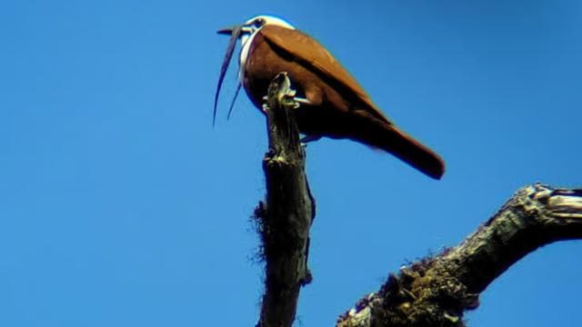 Monteverde: Enjoing the clouds in Monteverde — Guided tour and outdoor activity