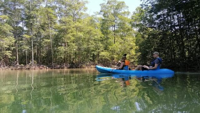 Manuel Antonio: Kayak Tour in the Mangroves to see animals — Guided tour and outdoor activity