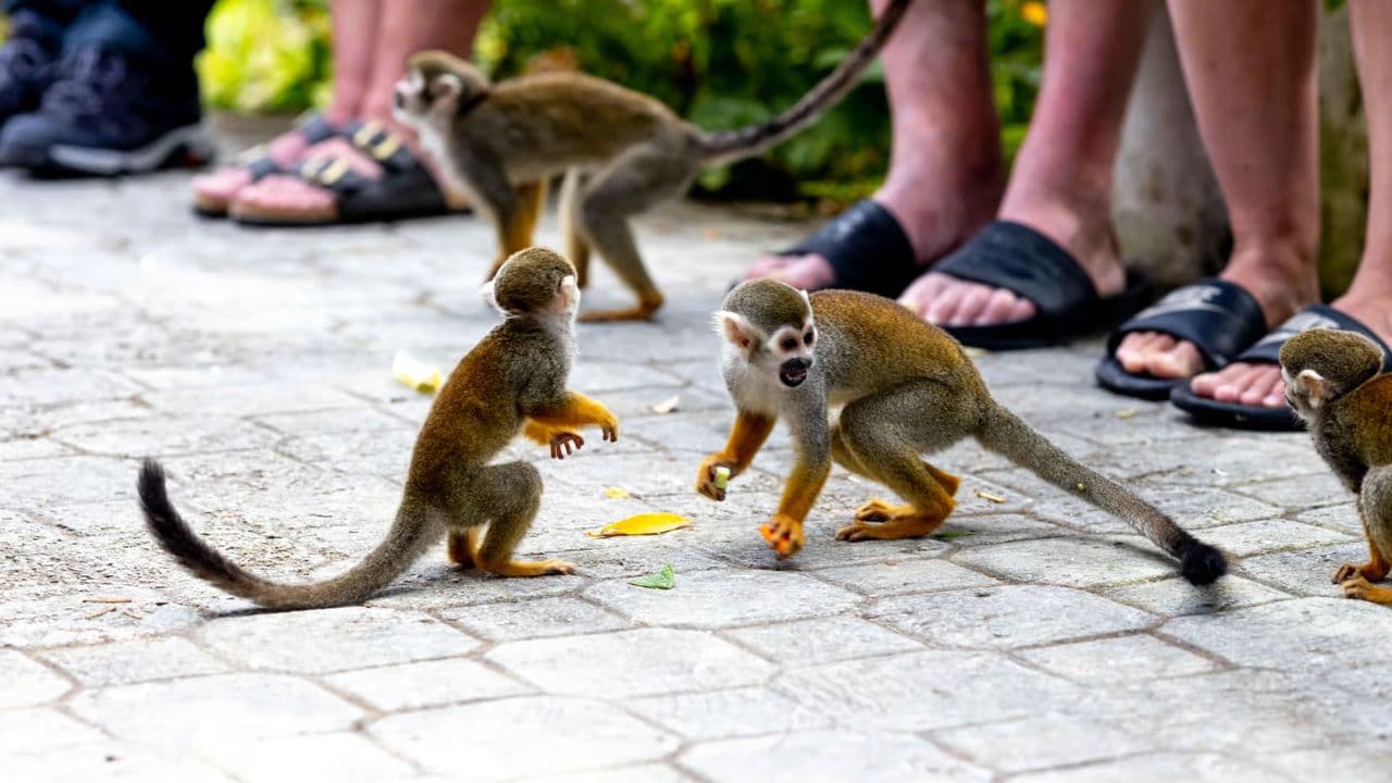 Monkeyland tour + Transportation from cruise/hotel — Guided tour and outdoor activity