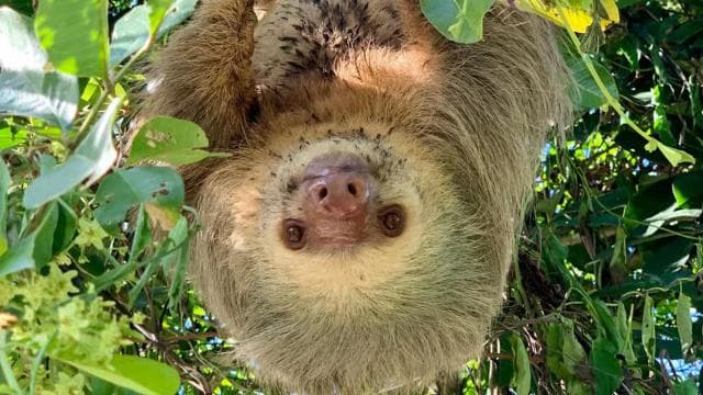Cahuita national Park+Strand & Maratopia tropical garden — Guided tour and outdoor activity