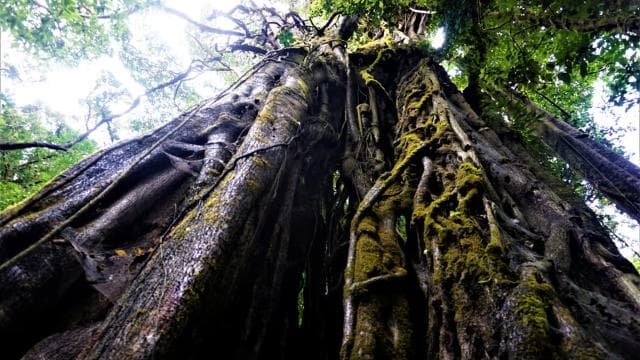 Monteverde: Curi-Cancha Reserve Tour with Entry Ticket â Guided tour and outdoor activity