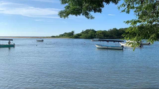 Tamarindo Estuary: Explore by Boat or Kayak - Choose your tour! — Guided tour and outdoor activity