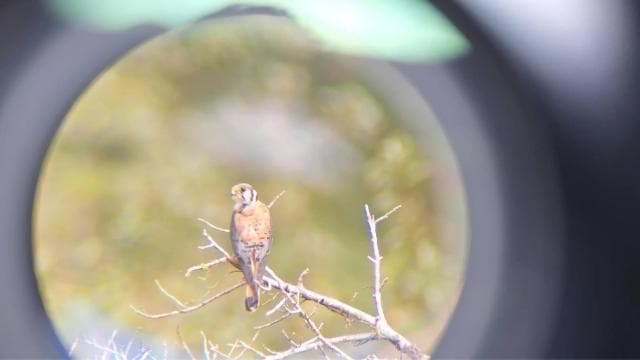 Bird Watching at Juan Castro Blanco National Park — Guided tour and outdoor activity