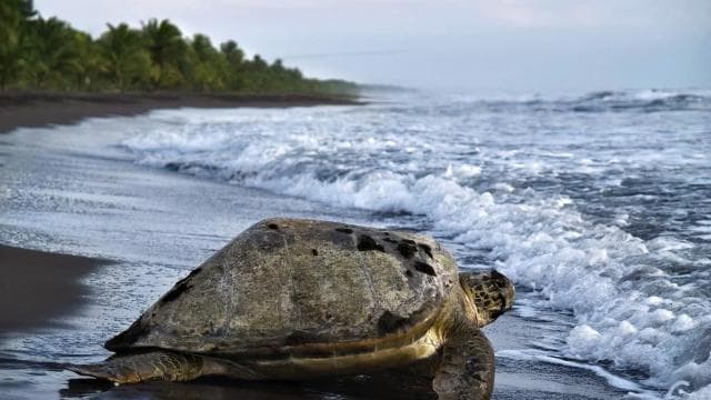 TURTLE WATCHING IN TORTUGUERO COSTA RICA — Guided tour and outdoor activity