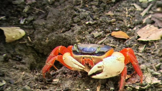 Manuel Antonio : Mangrove boat tour to see animals — Guided tour and outdoor activity