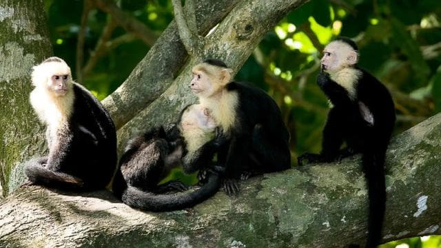 Manuel Antonio: Manuel Antonio National Park Guided Day Trip — Guided tour and outdoor activity