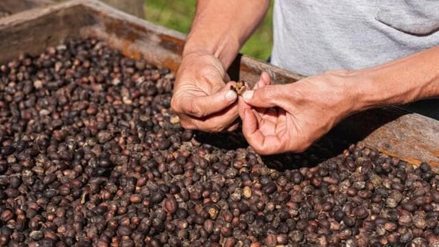 Monteverde: Coffee, Sugar Cane, and Chocolate Tour — Guided tour and outdoor activity