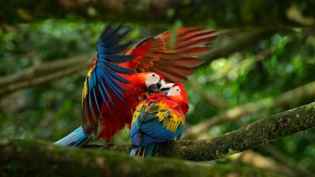 Overnight Sirena & San Pedrillo, Corcovado National Park — Guided tour and outdoor activity