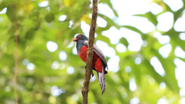 Arenal’s Best Sloth Tour: A Unique Wildlife Experience — Guided tour and outdoor activity