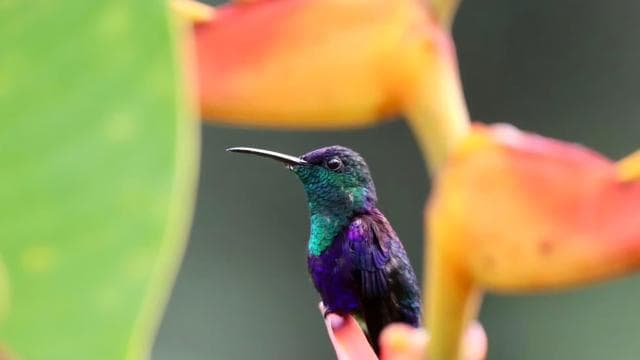 Drake Bay - Bird Watching Tour — Guided tour and outdoor activity