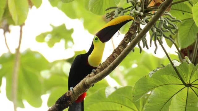 Costa Rica: Sloth tour and Coffee, Chocolate, and Sugarcane — Guided tour and outdoor activity