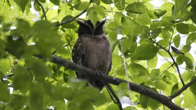 Bird Watching Tour at Rainforest Adventures Braulio Carrillo — Guided tour and outdoor activity