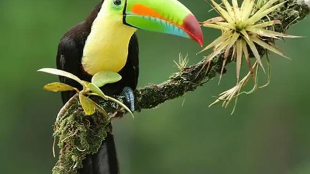 Playa del Coco: Sloth Discovery & Rio Celeste Tour — Guided tour and outdoor activity