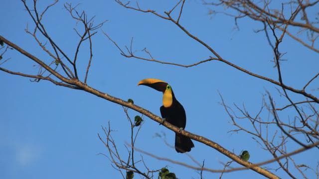 Carara National Park Tour — Guided tour and outdoor activity