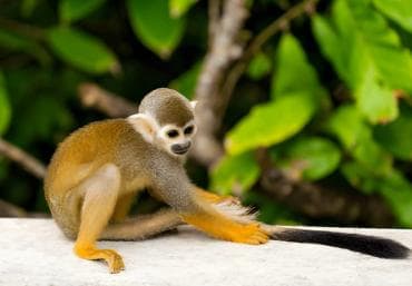 Butterfly Garden Plus Monkey Land at Puerto Plata â Guided tour and outdoor activity