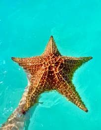 Santo Domingo: Saona Island VIP Full-Day Private Tours Lunch & Open Bar — Guided tour and outdoor activity