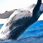 Samaná Whale Watching & Cayo Levantado (Bacardi Island) From Bayahibe — Guided tour and outdoor activity