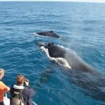 Bayahibe: Private Samaná Whale Watching & Cayo Levantado (Bacardi Island) — Guided tour and outdoor activity