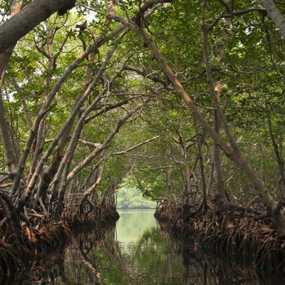 mangroven3